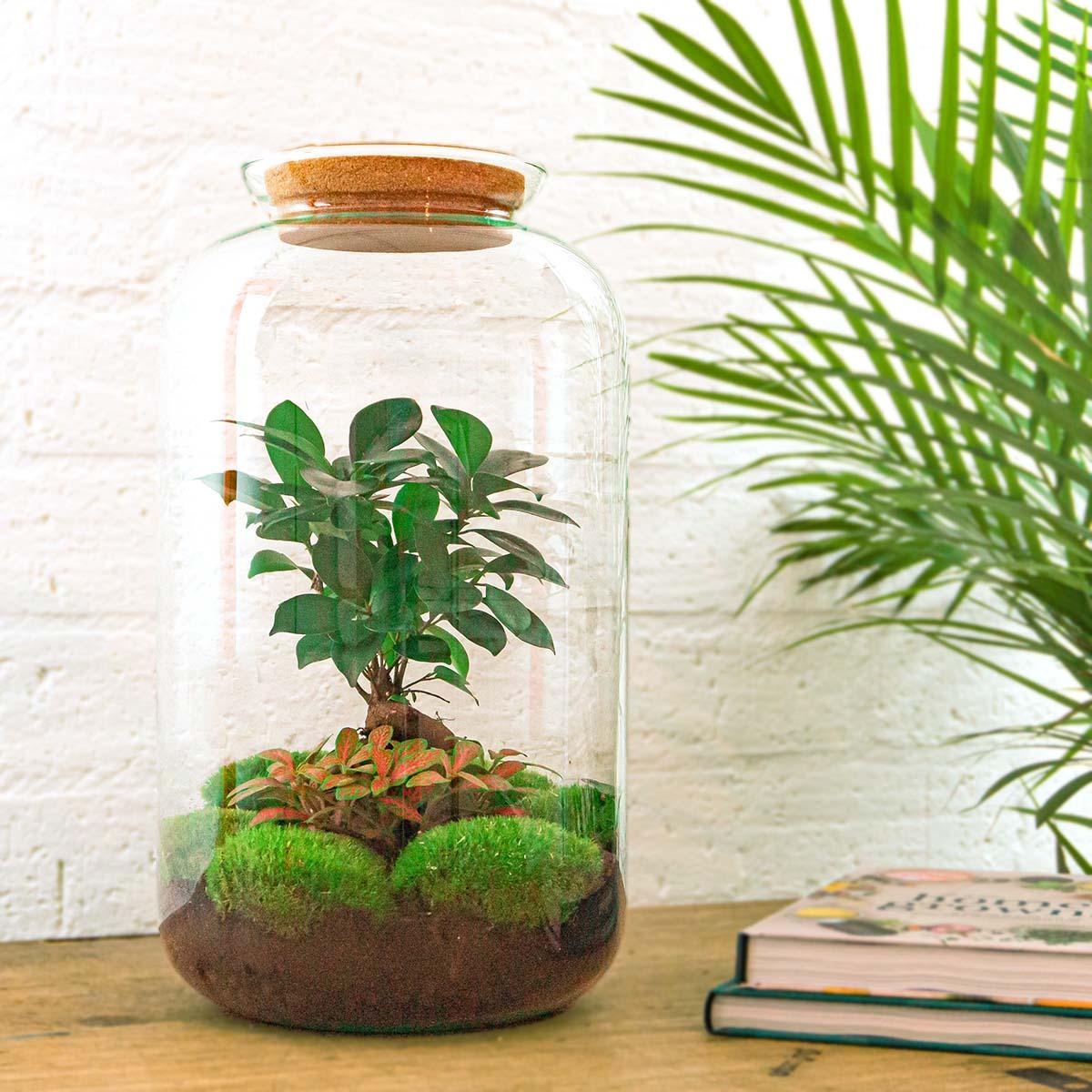 Flaschengarten - Sven Bonsai - ↕ 43 cm - Normal - Pflanzfix24.de - Pflanzfix24.de