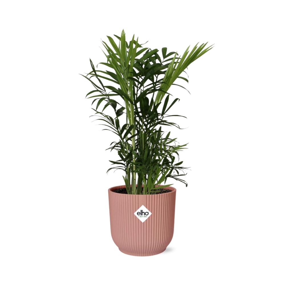 Chamaedorea Elegans in ELHO Vibes Fold 14cm roze - Pflanzfix24