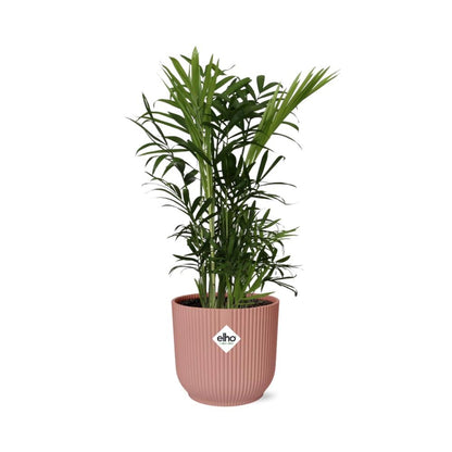 Chamaedorea Elegans in ELHO Vibes Fold 14cm roze - Pflanzfix24
