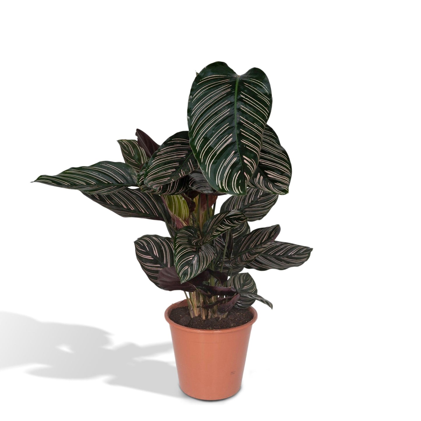 Calathea Ornata - Ø19cm - ↕75cm bei Pflanzfix24.de - Pflanzfix24.de