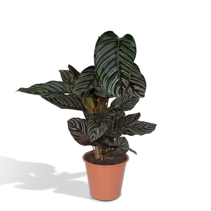 Calathea Ornata - Ø19cm - ↕75cm bei Pflanzfix24.de - Pflanzfix24.de