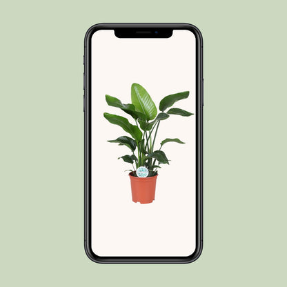 Strelitzia Nicolai 80 cm - Paradiesvogelblume Ø21 cm | Pflanzfix24
