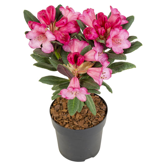Rhododendron 'Wine & Roses' - Ø13cm - ↕20cm - Pflanzfix24