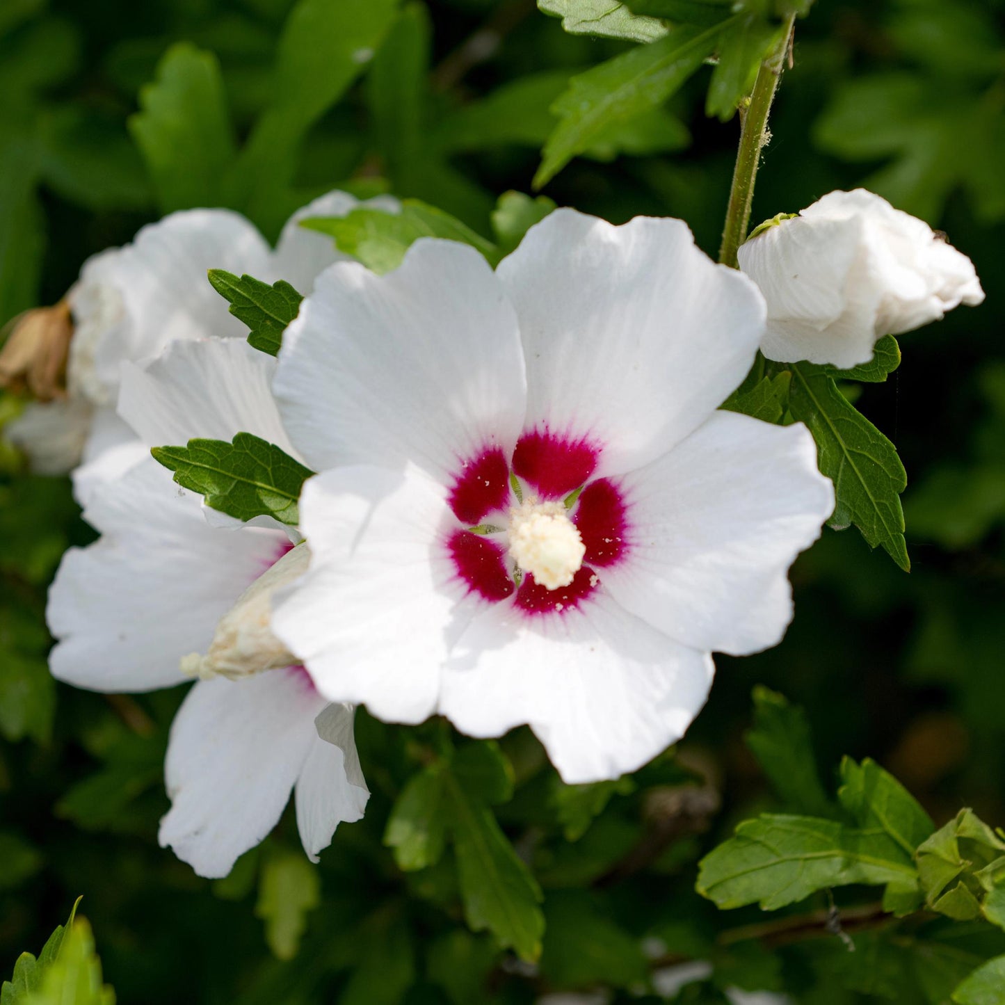 Pflanzfix24.de - Hibiscus syriacus Red Heart - 1 Pflanze - Topf 17cm - Pflanzfix24.de