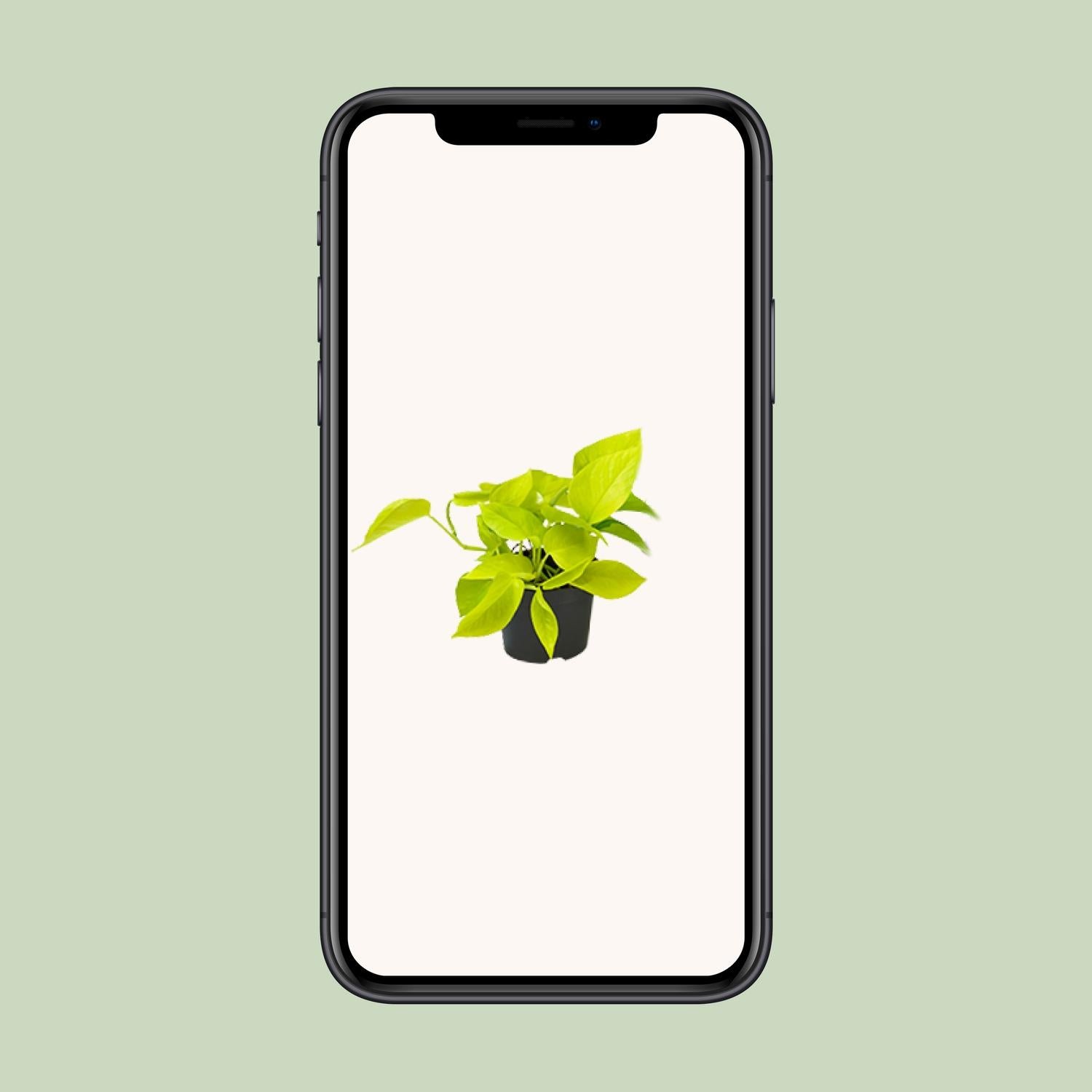 Epipremnum Golden Pothos - Scindapsus - PROMO - Ø12 - ↕15cm - Pflanzfix24.de - Pflanzfix24.de