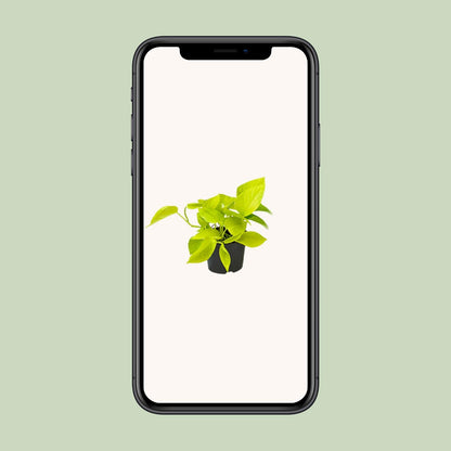 Epipremnum Golden Pothos - Scindapsus - PROMO - Ø12 - ↕15cm - Pflanzfix24.de - Pflanzfix24.de