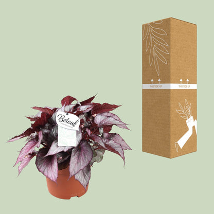 Begonia Beleaf Maori Haze - Ø17cm - ↕32cm - Pflanzfix24