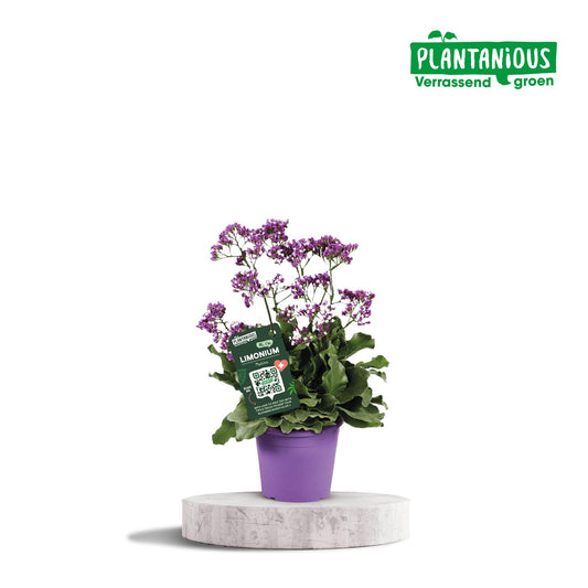 Limonium Salt Lake - Ø19cm - ↕60cm - Pflanzfix24