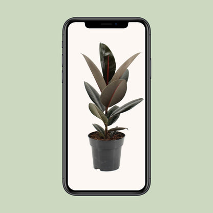 Ficus Elastica Abidjan - Ø17cm - ↕55cm - Pflanzfix24
