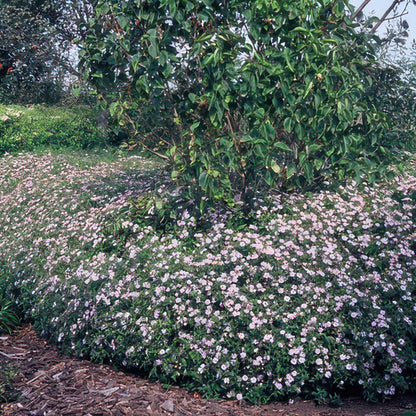 20x Aster ageratoides 'Asran' hellblau Ø9cm Stauden – Pflanzfix24.de - Pflanzfix24.de