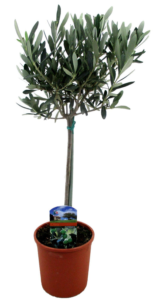 Olea Europaea - Ø14cm - ↕60cm - Pflanzfix24