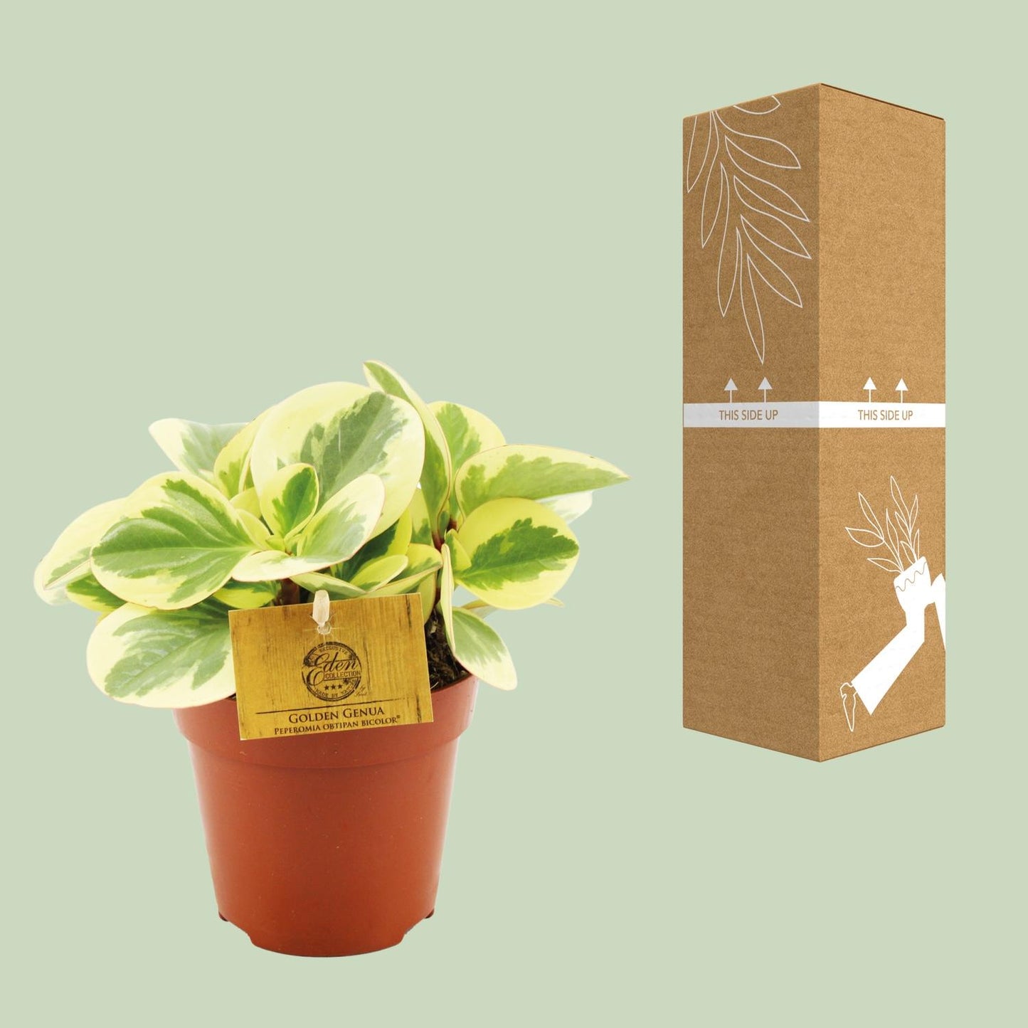 Peperomia Obtipan Bicolor - Ø12cm - ↕20cm - Pflanzfix24