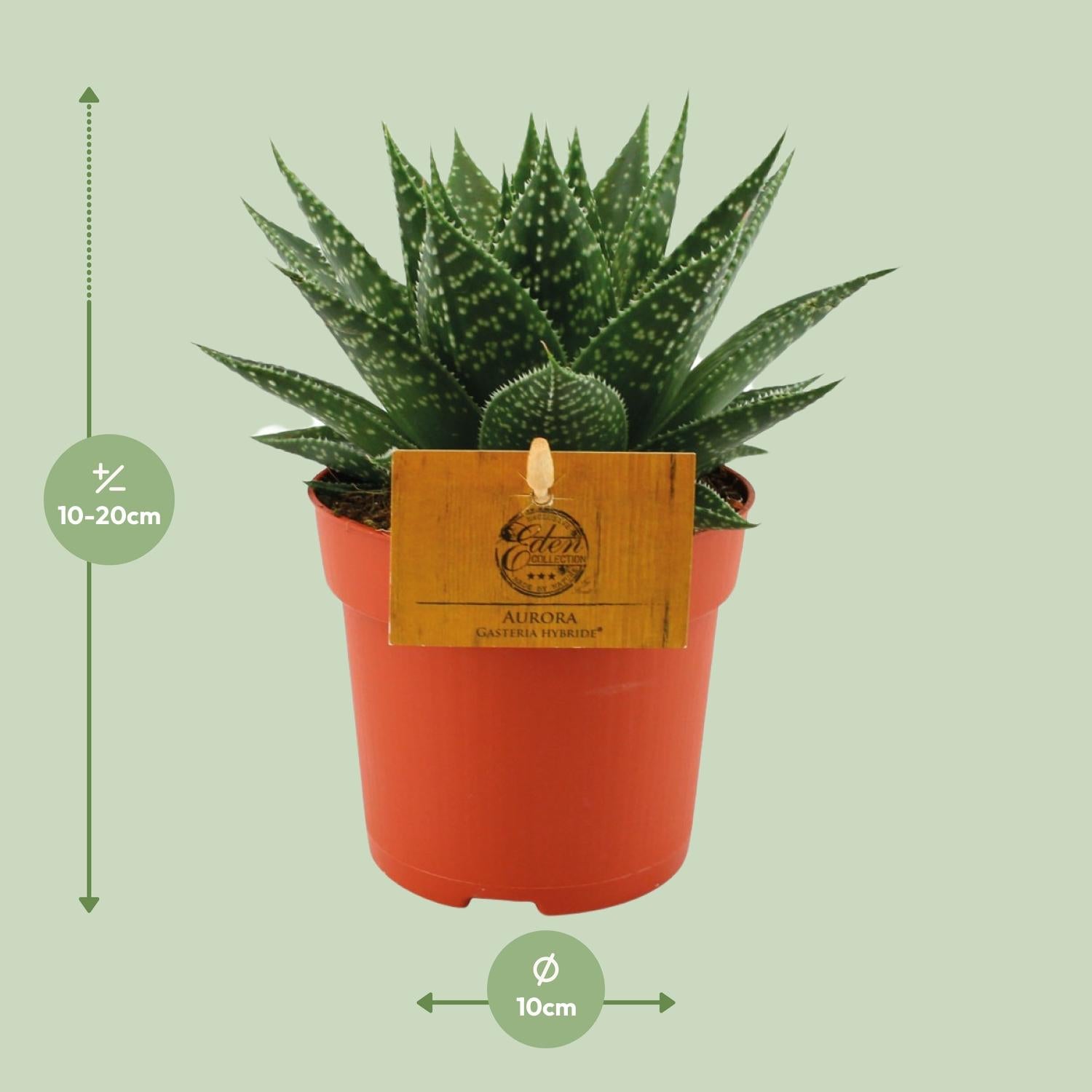 Gasteria Hybride Aurora - Ø11cm - Pflanzfix24.de - Pflanzfix24.de