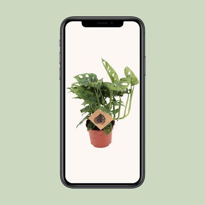 Monstera Monkey Ø12cm – pflegeleichte Zimmerpflanze | Pflanzfix24