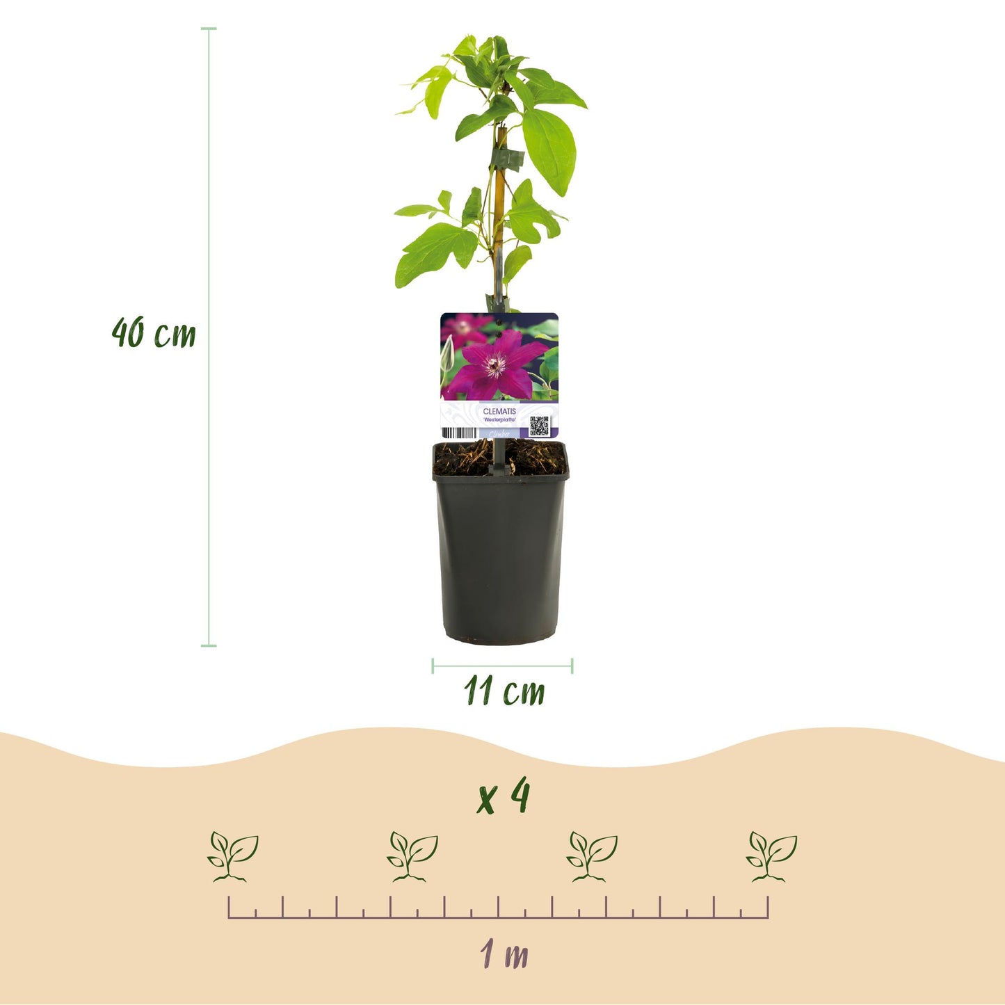Clematis Westerplatte Kletterpflanze - 2 Pflanzen - Topf 11cm - Pflanzfix24.de - Pflanzfix24.de