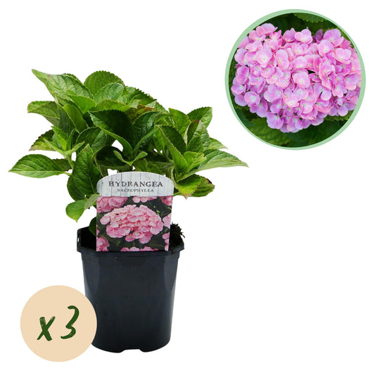 pflanzfix24 - Hortensie - Hydrangea macrophylla Rosa - Blume Rosa - 3 Pflanzen - 1 m2