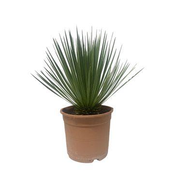 Yucca Rostrata 60 cm Topf Ø24 cm – Robust & Pflegeleicht | Pflanzfix24.de - Pflanzfix24.de