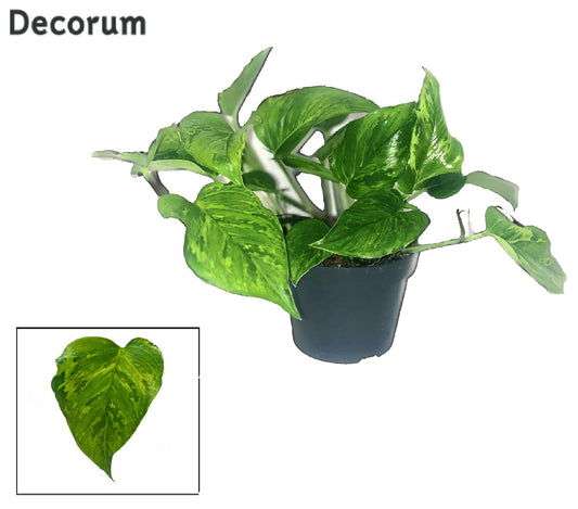 Scindapsus (Epipremnum) Marble Green DECORUM - Ø12cm - ↕20cm - Pflanzfix24