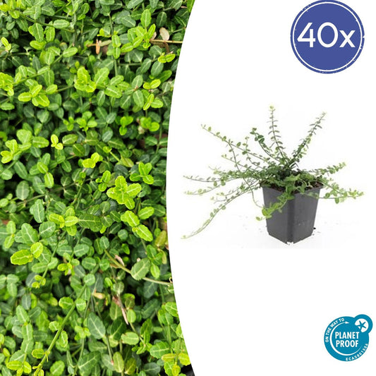 40x Euonymus fort. 'Minimus' - ↕10-25cm - Ø9cm bei Pflanzfix24.de - Pflanzfix24.de