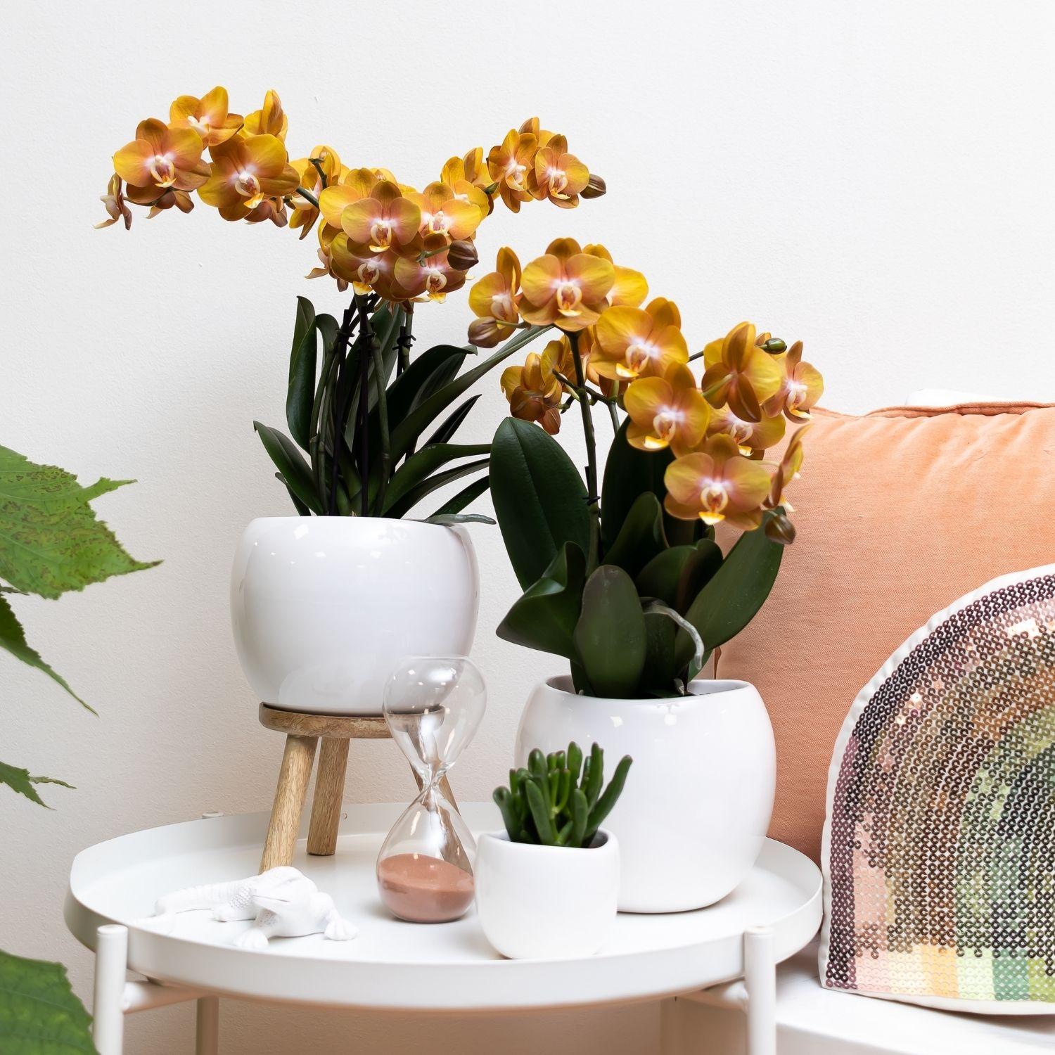 Kolibri Orchideen Jewel Las Vegas Orange-goldene Phalaenopsis Ø12cm | Pflanzfix24.de - Pflanzfix24.de