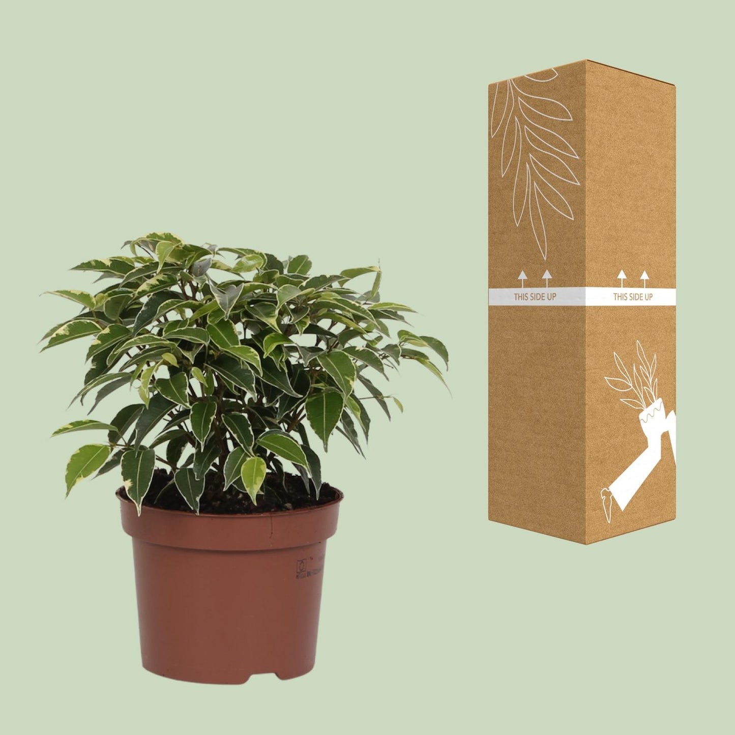 Ficus Benjamina Kinky - Ø12cm - ↕20cm bei Pflanzfix24