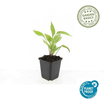20x Echinacea p. 'White Swan' - Pflanzfix24