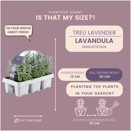 12 x 6er Set Lavendel angustifolia - pflanzfix24