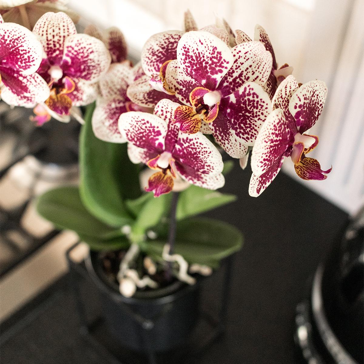 2er Set Phalaenopsis Spanien Rot-Gelb Ø9cm – Pflanzfix24.de - Pflanzfix24.de