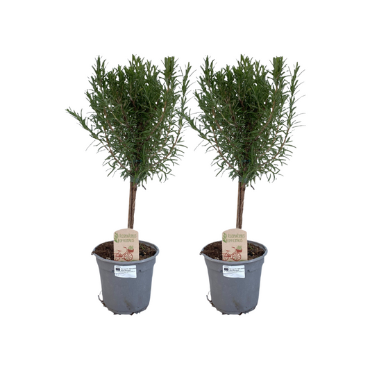 2x Rosmarin-Stämmchen Ø14cm – Rosmarinus officinalis | Pflanzfix24