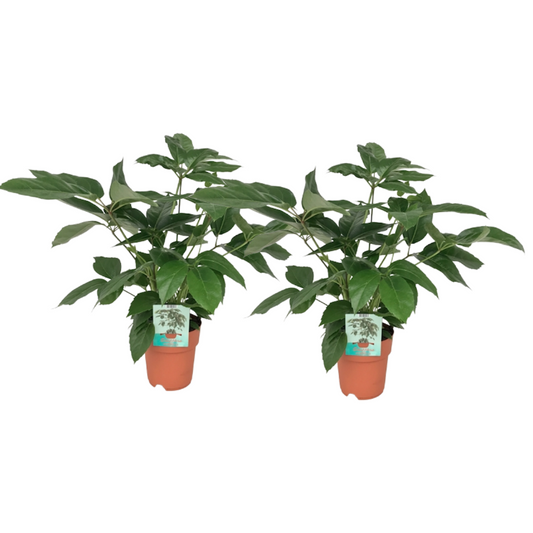 Schefflera 2er-Set – je 75 cm – Pflanzfix24.de - Pflanzfix24.de