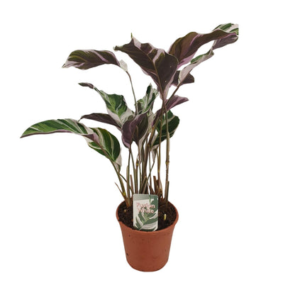 Calathea Fusion White Basic - Ø14cm - ↕40cm von Pflanzfix24