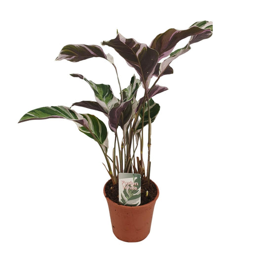 Calathea Fusion White Basic - Ø14cm - ↕40cm von Pflanzfix24