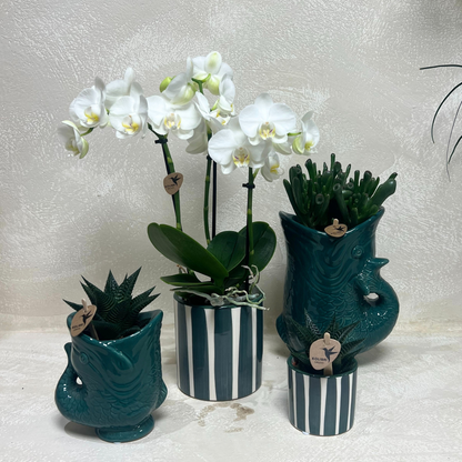 Kolibri Orchideen Set - pflanzfix24
