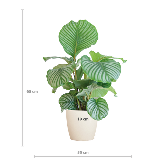 Calathea Orbifolia mit Viber Weiß - 65cm - Ø21 - Pflanzfix24.de - Pflanzfix24.de