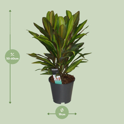 Cordyline Kiwi - Ø19cm - ↕55cm - Pflanzfix24