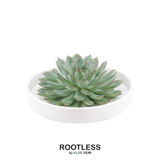 ROOTLESS Sukkulente Echeveria Pulidonis in weißer Schale Ø20cm | Pflanzfix24.de - Pflanzfix24.de