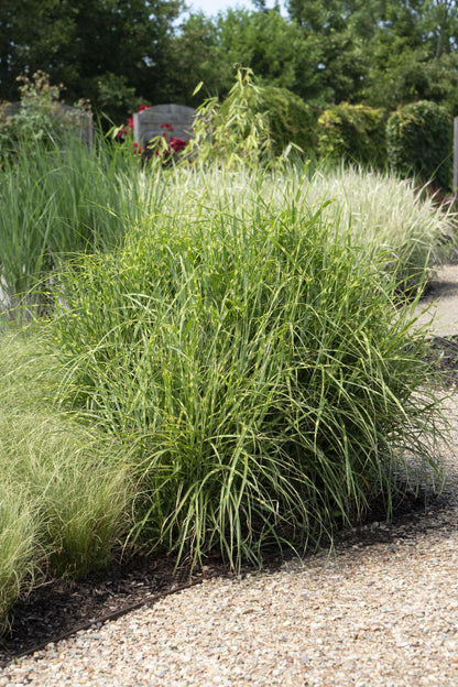 Miscanthus sinensis Strictus Zebra Gras Ø23cm | Pflanzfix24.de - Pflanzfix24.de