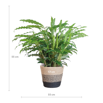 Calathea Rufibarba mit Korb Lissabon schwarz - 55cm - Ø17 - Pflanzfix24