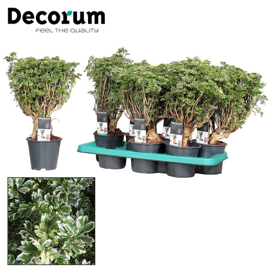 Polyscias Hawaiiana Ming Gold Bonsai (Decorum) - Pflanzfix24