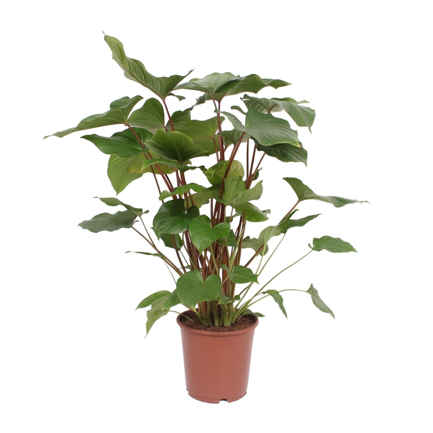 Homalomena Rubescens Maggy - Ø24cm - ↕90cm - Pflanzfix24.de - Pflanzfix24.de