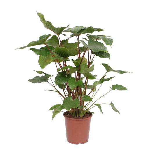 Homalomena Rubescens Maggy - Ø24cm - ↕90cm - Pflanzfix24.de - Pflanzfix24.de