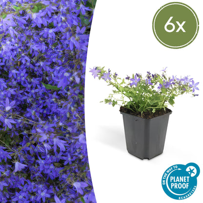 6x Campanula poscharskyana 'Stella' - ↕10-25cm - Ø9cm - Pflanzfix24