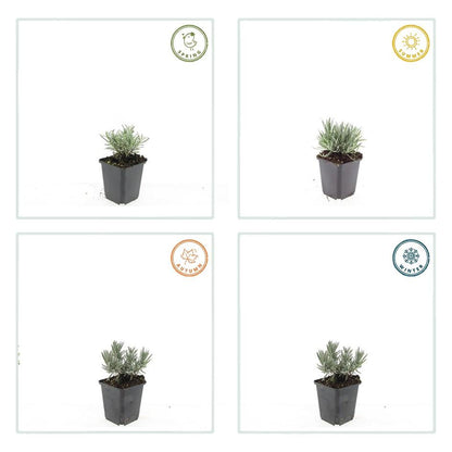 12x Lavandula int. 'Edelweiss' - Pflanzfix24