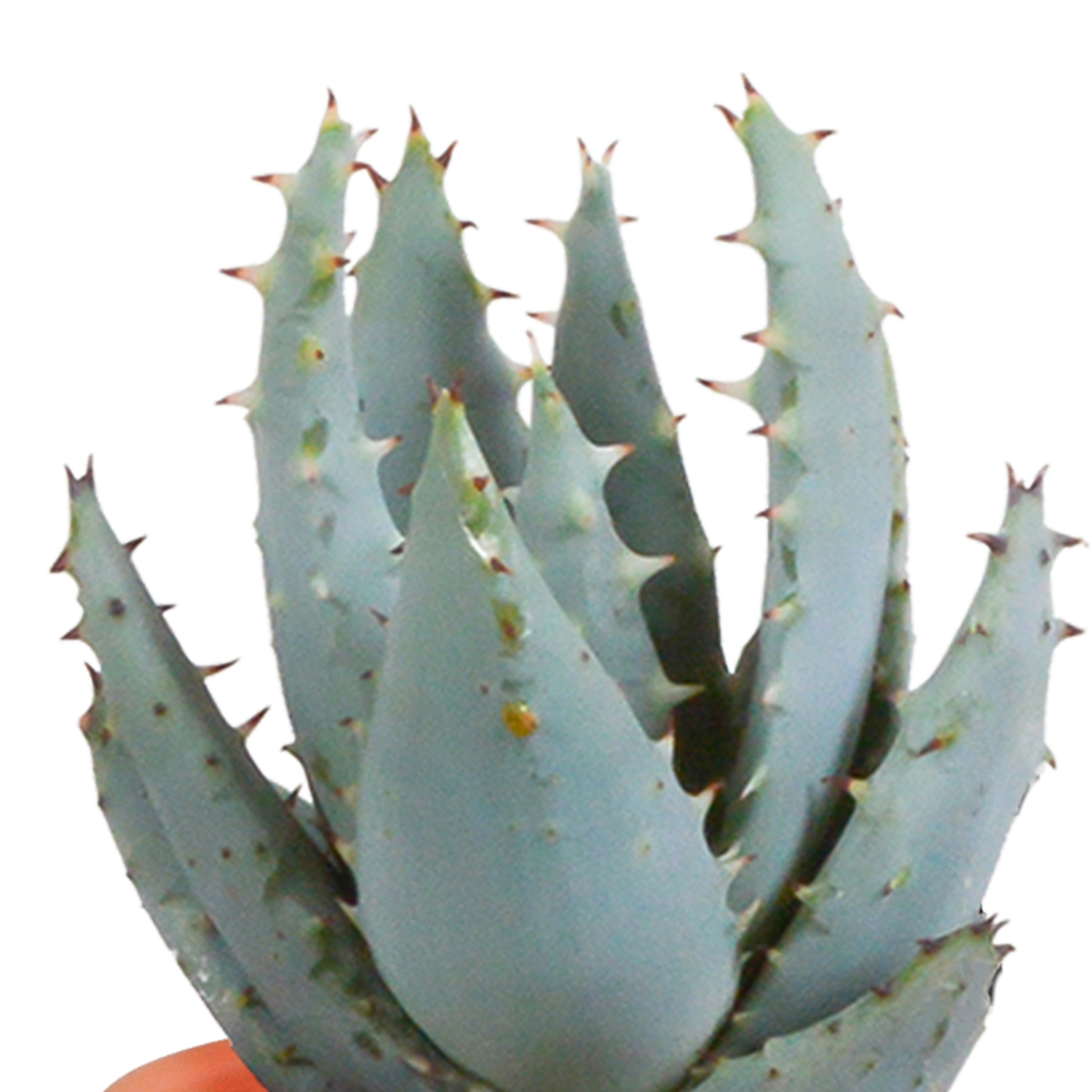 Kakteen und Sukkulenten Mix 5,5 cm | 15er Set - Terrakotta Topf - Pflanzfix24.de - Pflanzfix24.de