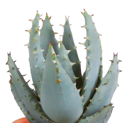 Kakteen und Sukkulenten Mix 5,5 cm | 15er Set - Terrakotta Topf - Pflanzfix24.de - Pflanzfix24.de