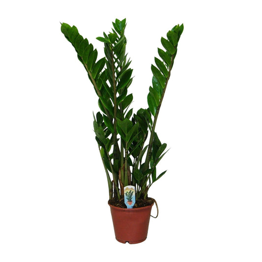 Zamioculcas Zamiifolia Ø14cm, 50cm – Pflegeleichte Zimmerpflanze | Pflanzfix24.de - Pflanzfix24.de