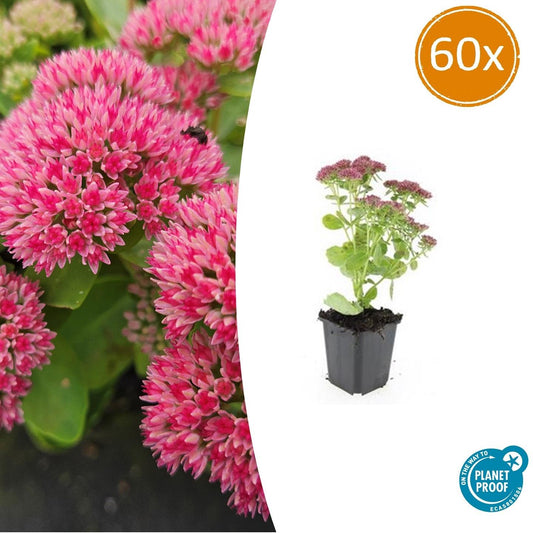 60x Sedum 'Herbstfreude' - ↕10-25cm - Ø9cm bei Pflanzfix24.de - Pflanzfix24.de