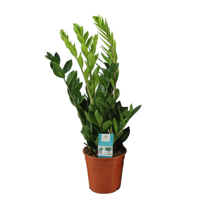 Zamioculcas Zamiifolia Ø17cm – Pflegeleicht & Elegant | Pflanzfix24.de - Pflanzfix24.de