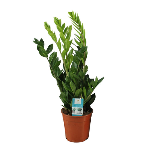 Zamioculcas Zamiifolia Ø17cm – Pflegeleicht & Elegant | Pflanzfix24.de - Pflanzfix24.de