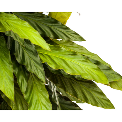 Calathea Rufibarba Ø27cm - ↕60 - 80cm - Pflanzfix24